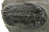 Detailed Hollardops Trilobite Fossil - Ofaten, Morocco #310572-1